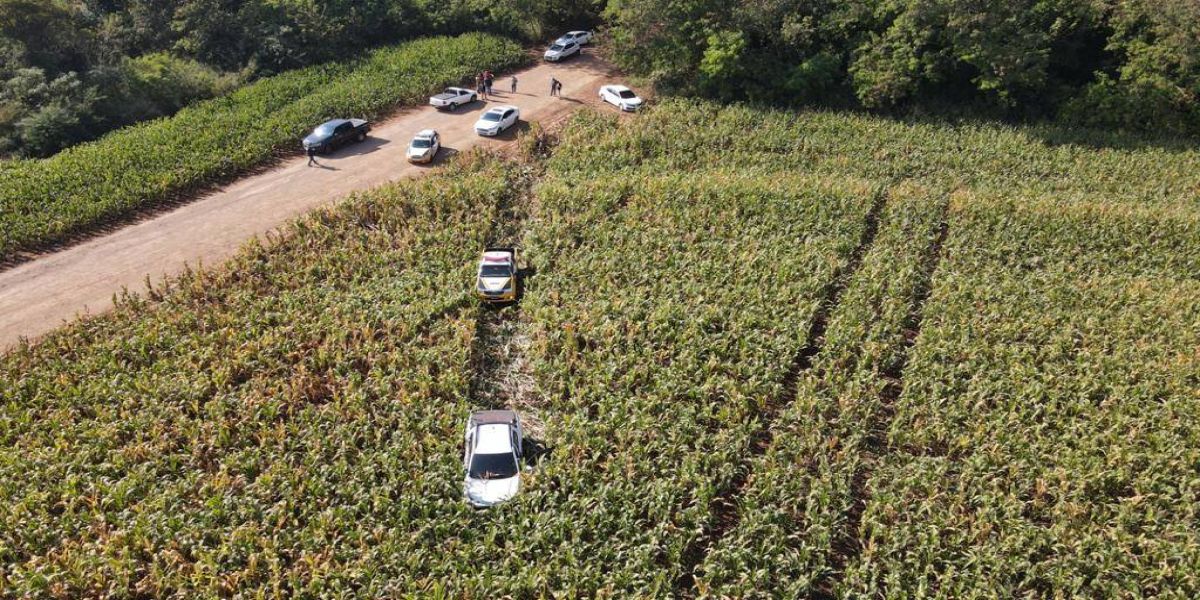 Denarc Cascavel, PRF e PRE de Toledo apreende 168 quilos de maconha