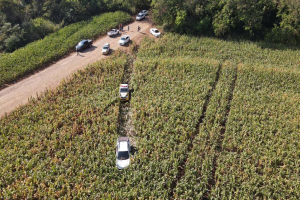 Imagem referente a notícia: Denarc Cascavel, PRF e PRE de Toledo apreende 168 quilos de maconha