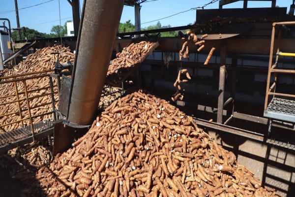 Colheita de mandioca acelera e reduz ociosidade da indústria de fécula e farinha