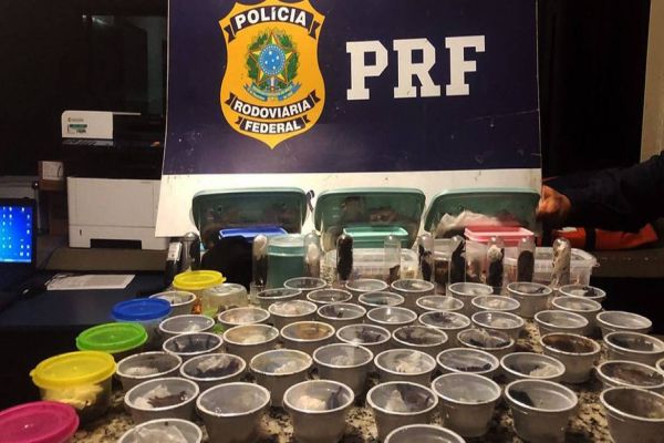 PRF prende traficante internacional russo de animais silvestres