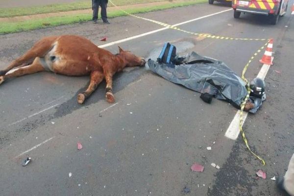 Homem morre após atropelar cavalo na rodovia PR-445; animal também acabou falecendo