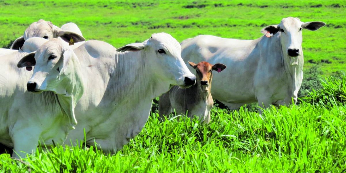 Menos da metade do rebanho foi atualizado em Cascavel