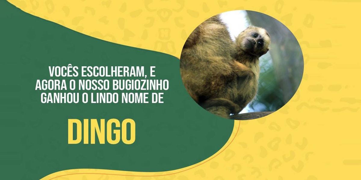 “Dingo” é o nome escolhido do filhote de bugio que nasceu no Zoo de Cascavel