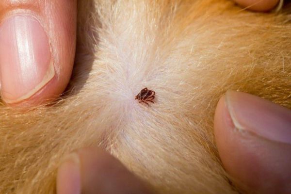 Imagem referente a notícia: Ação Integrada vai combater infestação de carrapatos no Jardim Veneza