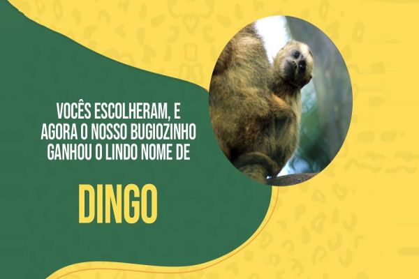 “Dingo” é o nome escolhido do filhote de bugio que nasceu no Zoo de Cascavel