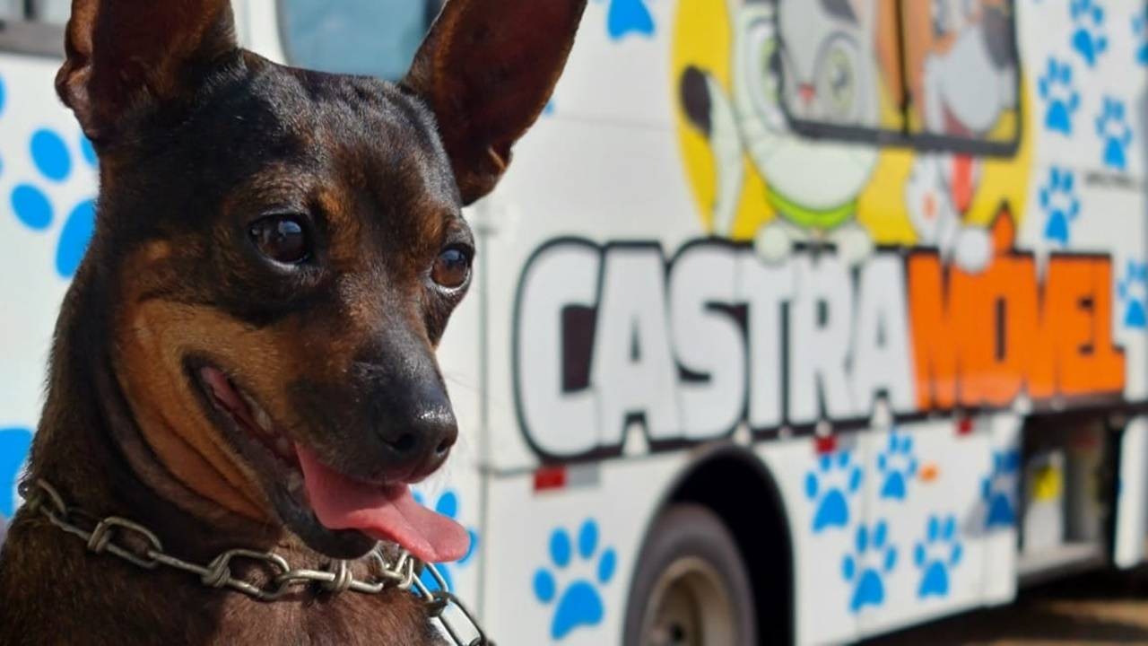Com auxílio do Castramóvel, mais de 10 mil castrações são realizadas