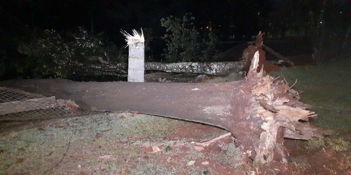 Árvore de grande porte cai e derruba fios de alta tensão na Rua Fortunato Bebber