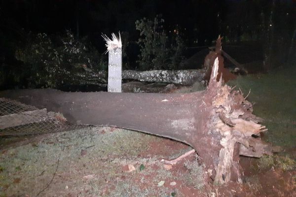 Imagem referente a notícia: Árvore de grande porte cai e derruba fios de alta tensão na Rua Fortunato Bebber