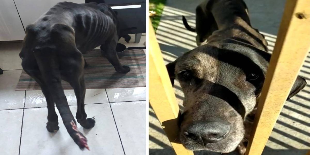 Polícia Civil de Ponta Grossa prende dentista por maus-tratos aos animais