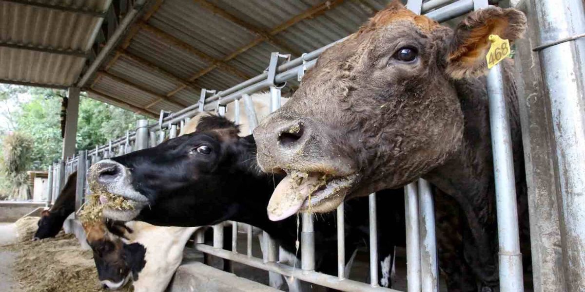 Estado inicia fiscalização dos produtores rurais que não cadastraram rebanho