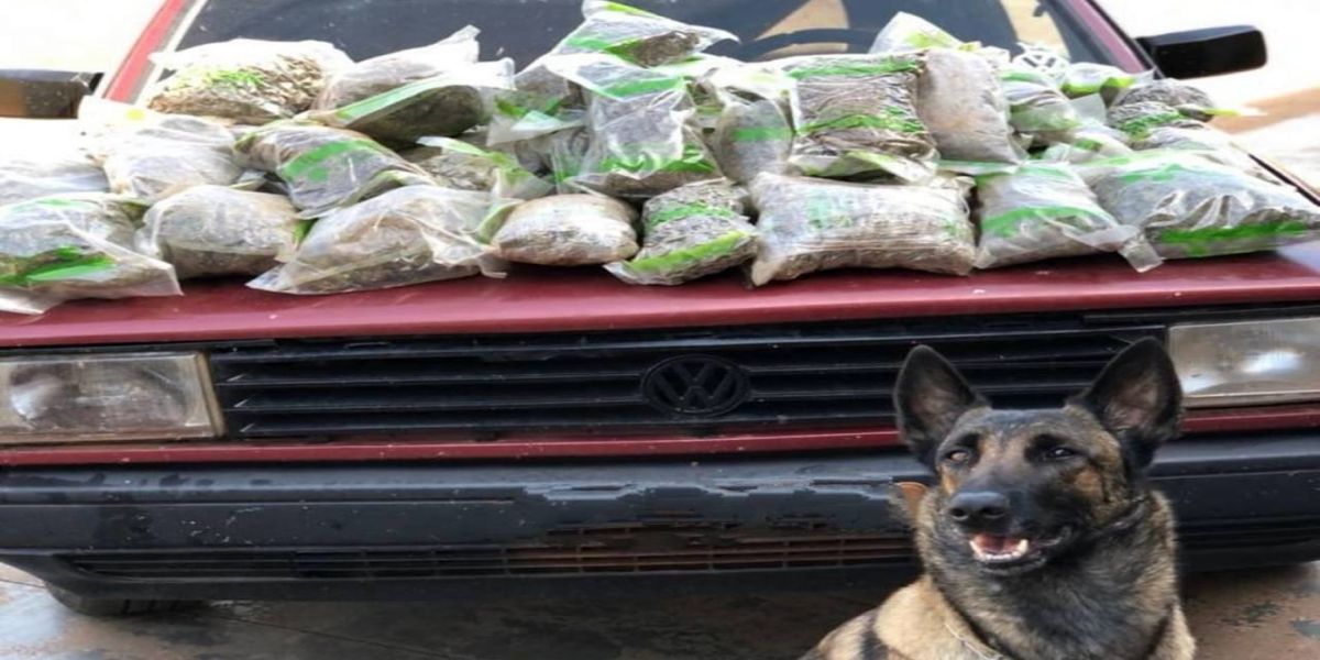 BPFRON apreende 20 kg de maconha em Santa Helena