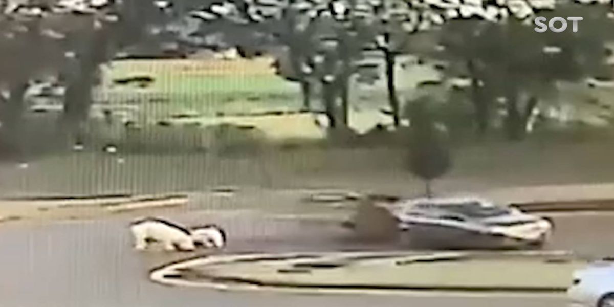 Câmera de segurança flagra caretinha com porcos tombando na BR-277 em São Miguel do Iguaçu