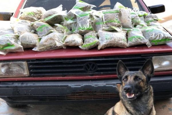 Imagem referente a notícia: BPFRON apreende 20 kg de maconha em Santa Helena