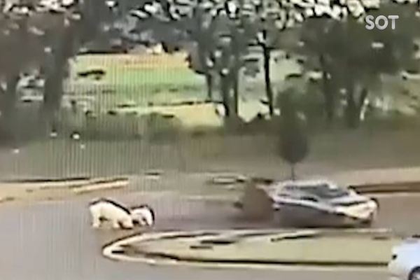 Imagem referente a notícia: Câmera de segurança flagra caretinha com porcos tombando na BR-277 em São Miguel do Iguaçu