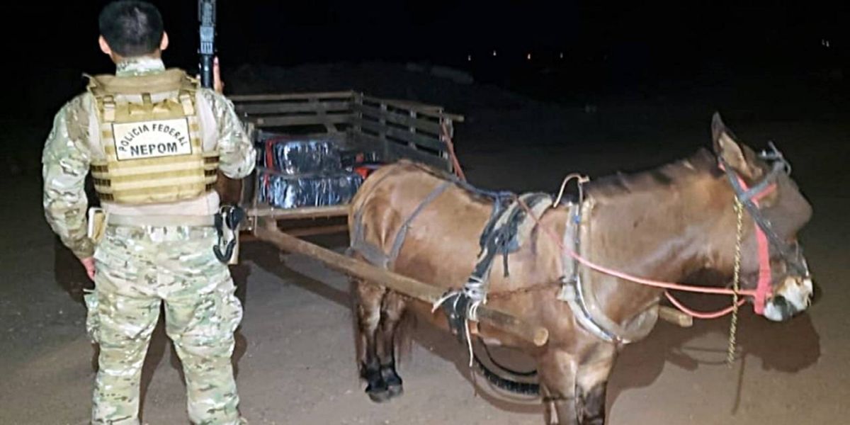 Burro puxando carroça carregada de maconha é apreendido em Guaíra