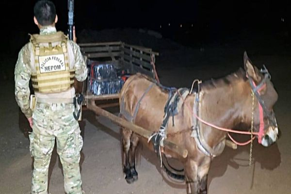 Burro puxando carroça carregada de maconha é apreendido em Guaíra