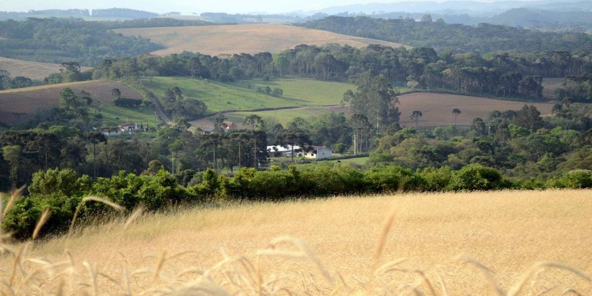 Paraná será um dos primeiros a fazer análise automática do Cadastro Ambiental Rural