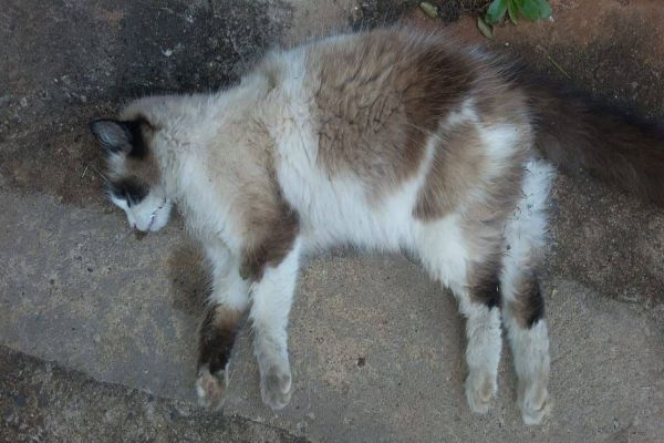 Gatos são encontrados envenenados no Jardim Alvorada