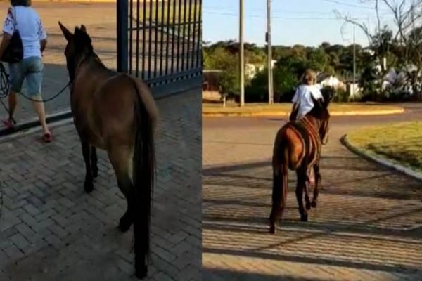 Após dois dias, burro apreendido com maconha é 'liberado' da PF em Guaíra