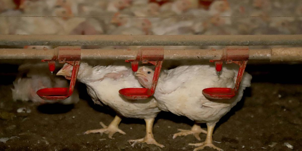 Toledo é carro-chefe do sucesso da produção de carne de frango no Paraná