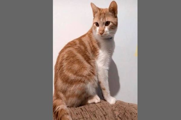 Você viu esse gatinho? está desaparecido no Bairro Canadá