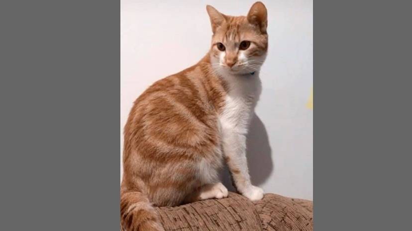 Você viu esse gatinho? está desaparecido no Bairro Canadá