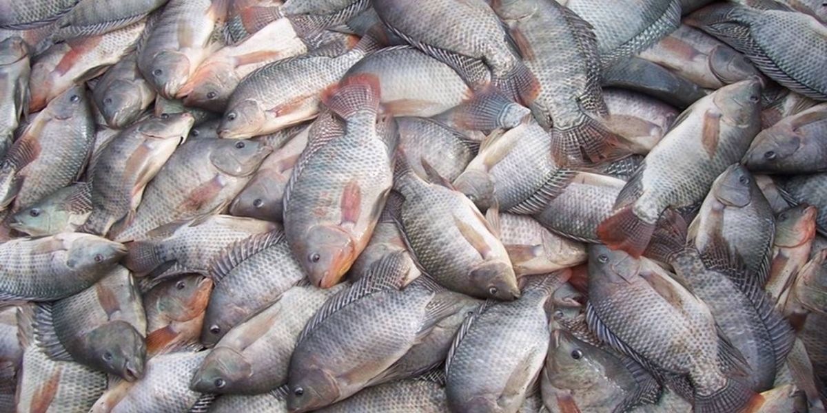 Após pedido do Sistema FAEP, governo do Paraná taxa a importação de tilápia