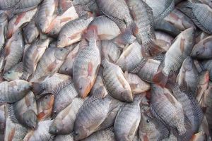 Imagem referente a notícia: Após pedido do Sistema FAEP, governo do Paraná taxa a importação de tilápia