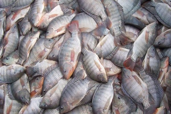 Imagem referente a notícia: Após pedido do Sistema FAEP, governo do Paraná taxa a importação de tilápia
