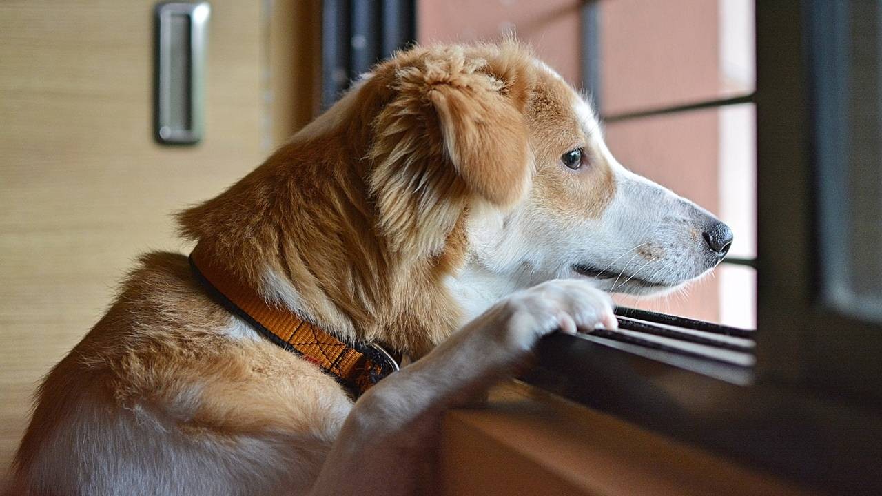 Confinamento na pandemia causa estresse e ansiedade também nos pets
