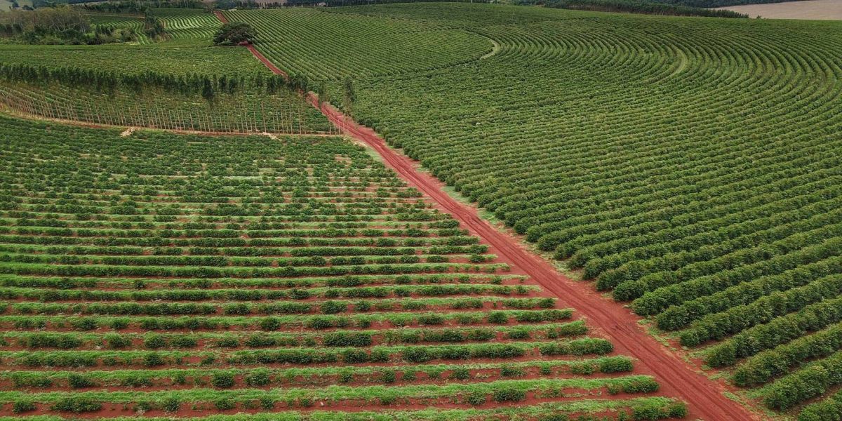 Governo emite novo alerta de geada para a região cafeeira do Paraná