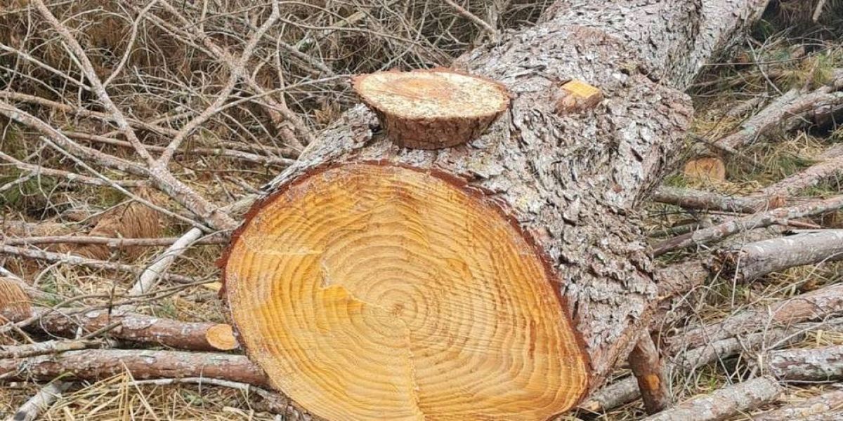 Vereador denuncia desmate em área da Fundetec e visita local com Patrulha Ambiental