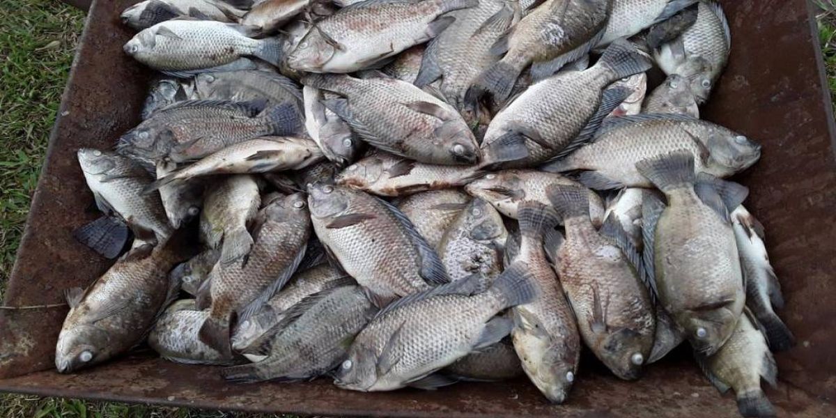 Peixes morrem por causa do frio no Paraná