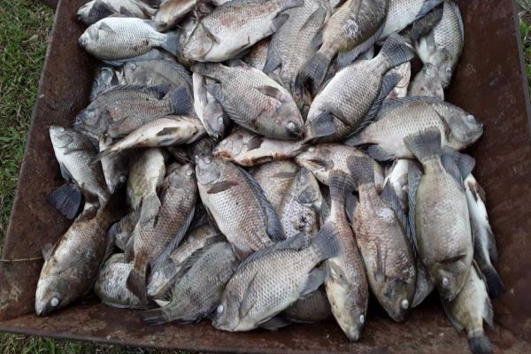 Imagem referente a notícia: Peixes morrem por causa do frio no Paraná