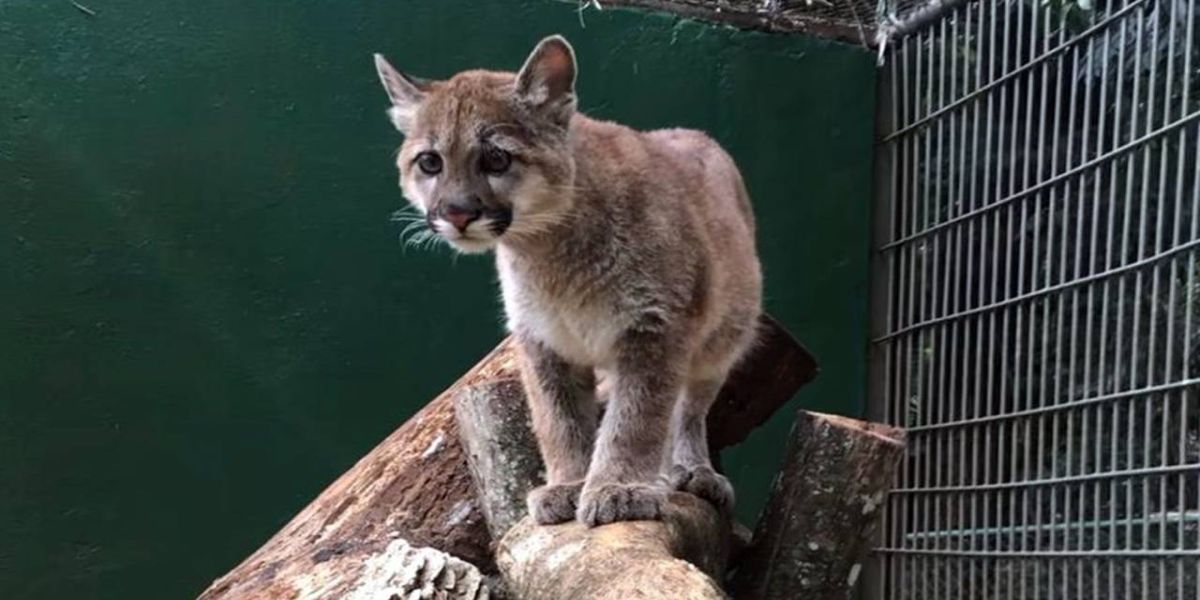 Oncinha resgatada em abril poderá ser visitada pelo público em Cascavel