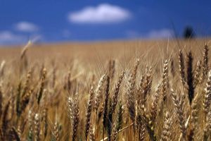 Excesso de chuva atrasa plantio da soja e ameaça qualidade do trigo no Paraná