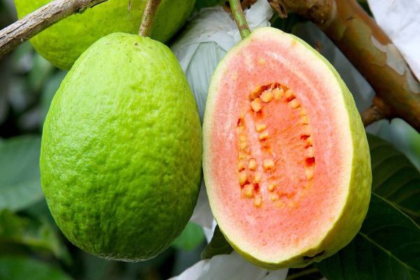 Goiaba paranaense gera receita de R$ 70 milhões e alimenta mercados de todo o País