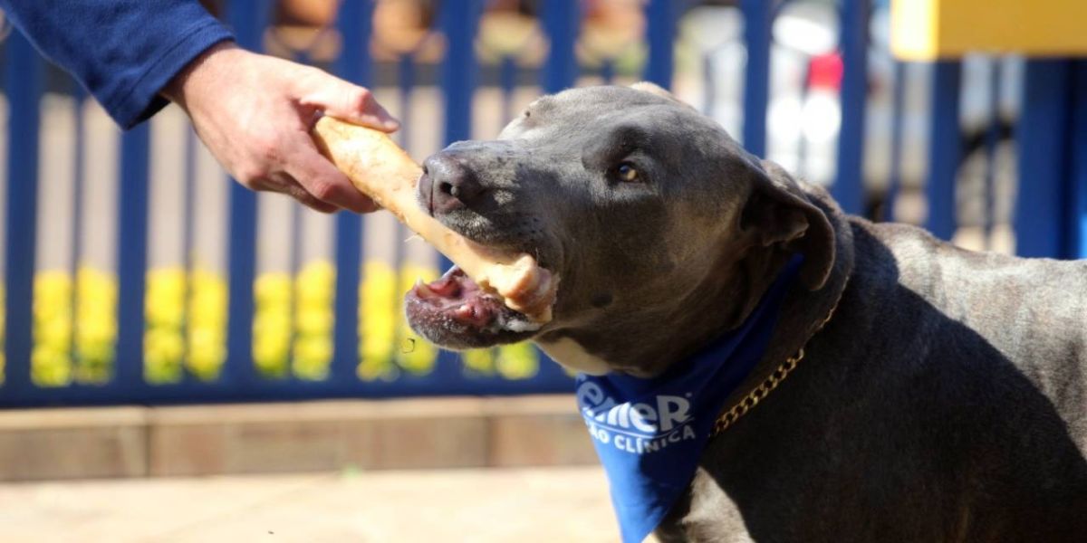 1ª Cãominhada da Acic terá arrecadação para Banco de Ração de Cascavel