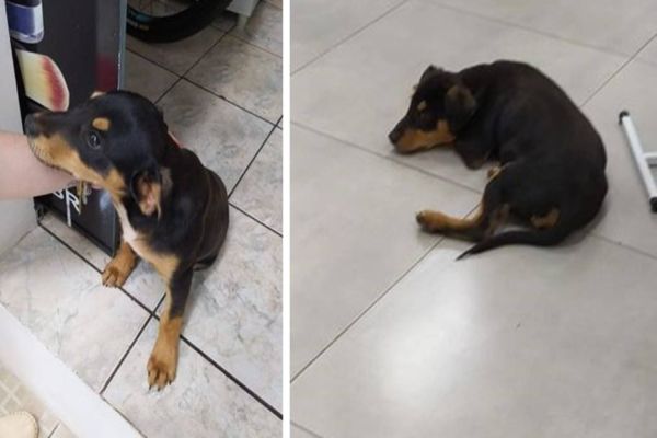 Imagem referente a notícia: Populares pedem ajuda para localizar dono de cachorrinho que apareceu no Bairro Universitário