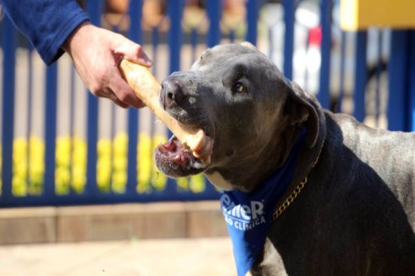 Imagem referente a notícia: 1ª Cãominhada da Acic terá arrecadação para Banco de Ração de Cascavel