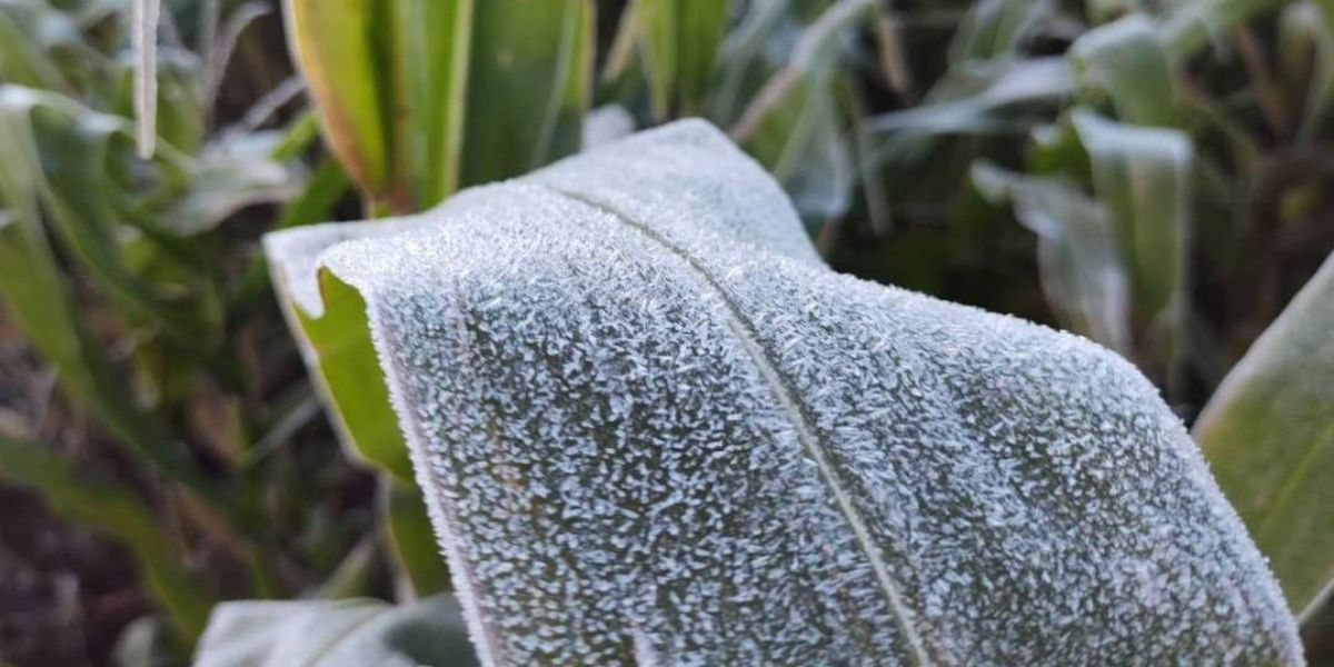 IDR-Paraná e Simepar alertam agronegócio para risco de geadas no Estado