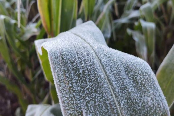 IDR-Paraná e Simepar alertam agronegócio para risco de geadas no Estado