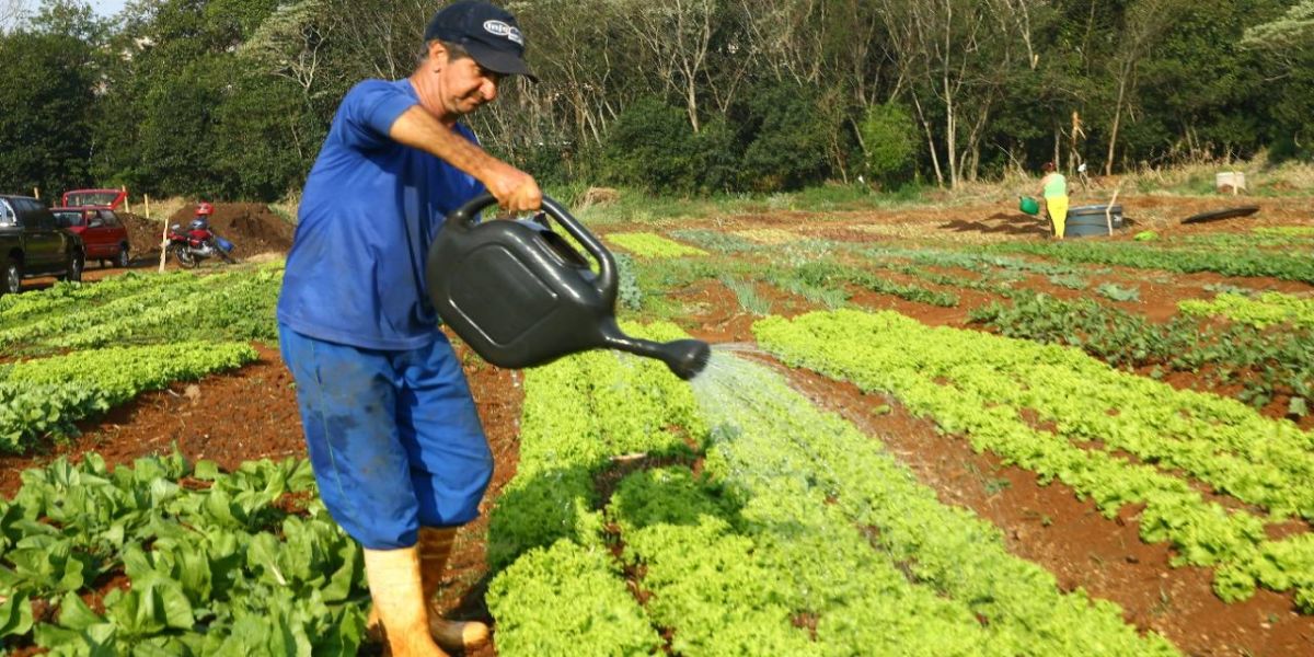 Dia do Agricultor: Cascavel e distritos possuem 86 hortas comunitárias