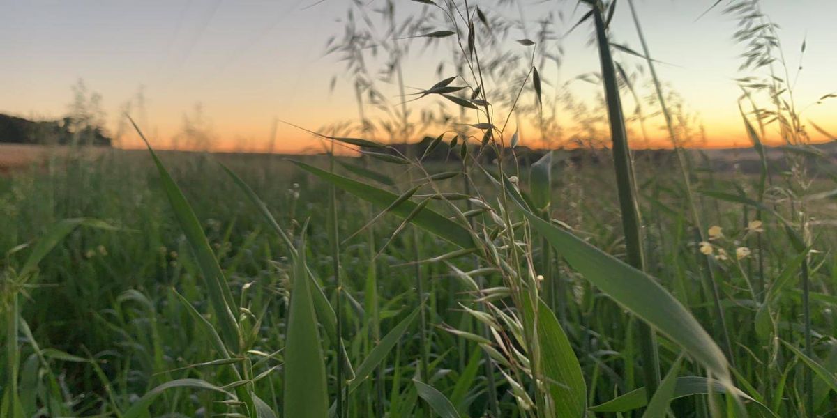Geada negra, ventos fortes e 0°C até no Oeste: terça será o dia mais gelado do ano no Paraná