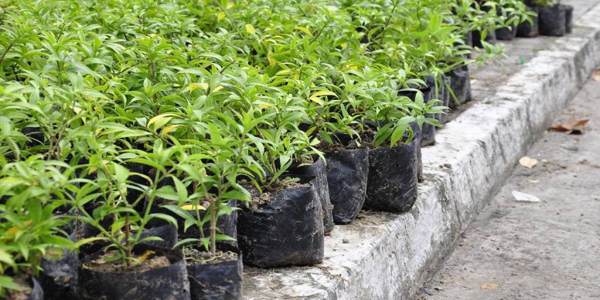 Mudas de árvores serão trocadas por alimentos em Cascavel