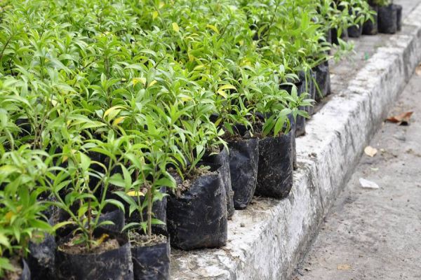 Mudas de árvores serão trocadas por alimentos em Cascavel