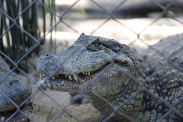 Jacarés do Zoo ganham novo recinto adaptado