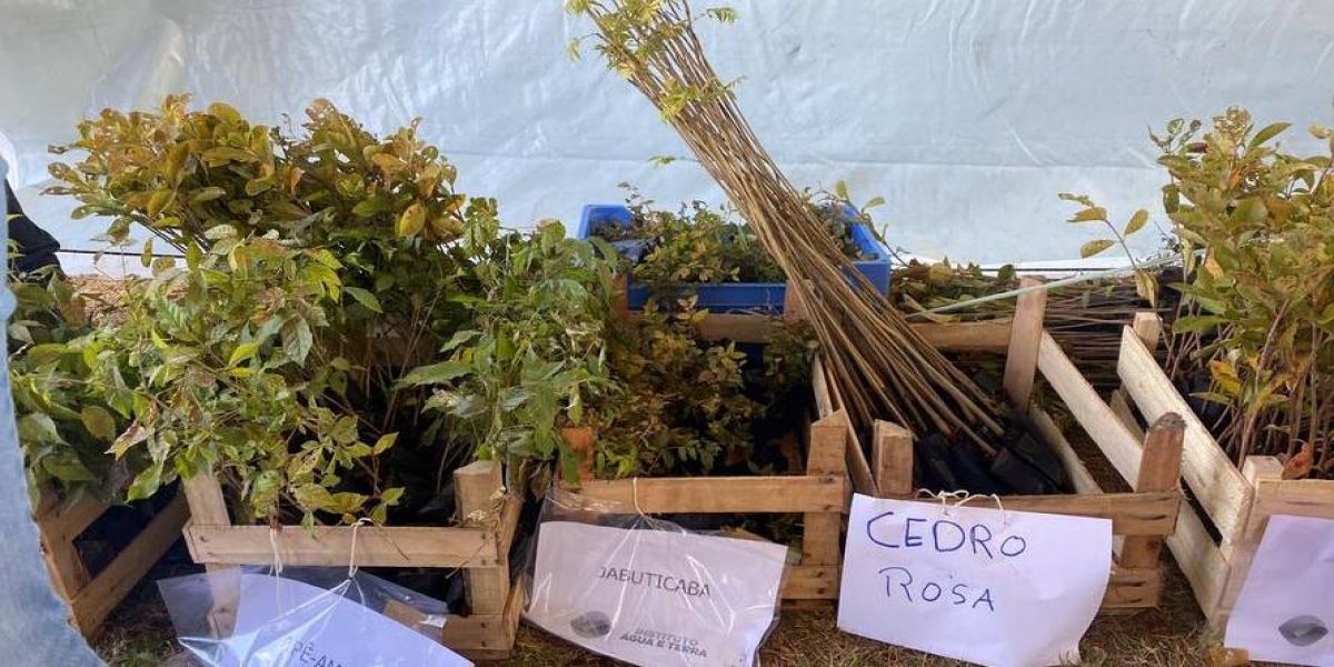 Estado doa 1 milhão de mudas para arborização e recuperação de áreas em Cascavel
