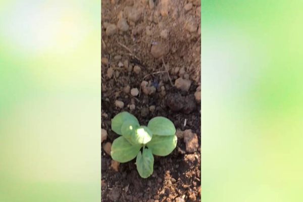 Imagem referente a notícia: Produtor salva plantação usando embalagem de marmitex