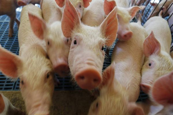 Paraná integra projeto nacional para modernização na vigilância sanitária de suínos